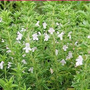 Foto van de desbetreffende plant